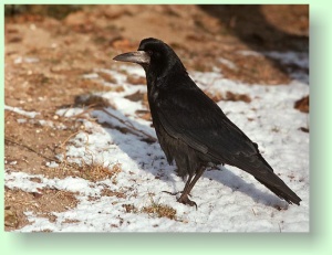 trypanocorax frugilegus