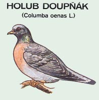 Columba alumbus