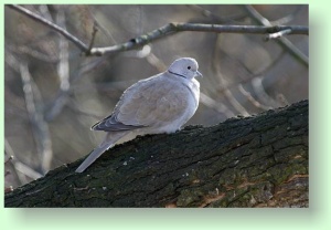 streptopelia decaocto