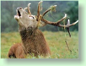 Cervus elephus
