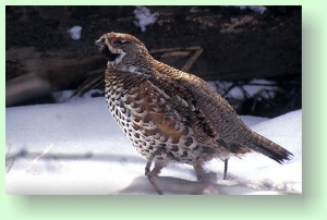 Tetrastes bonasia