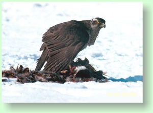 Accipiter gentilis