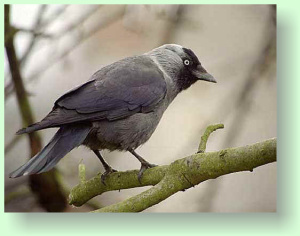 Corvus monedula