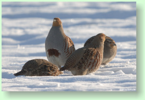 Perdix perdix