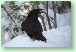 Corvus corax