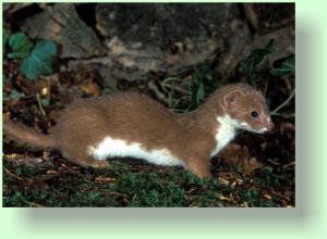 mustela erminea