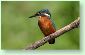 Alcedo attnis