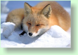 vulpes vulpes