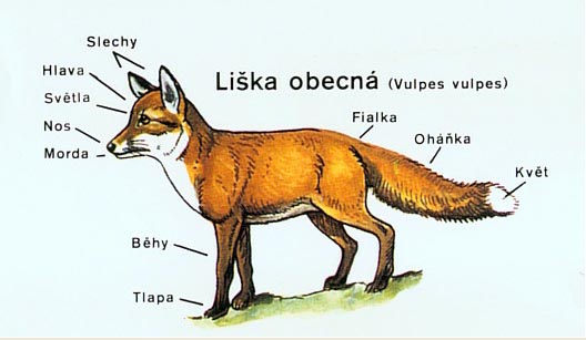 liska myslivecka mluva