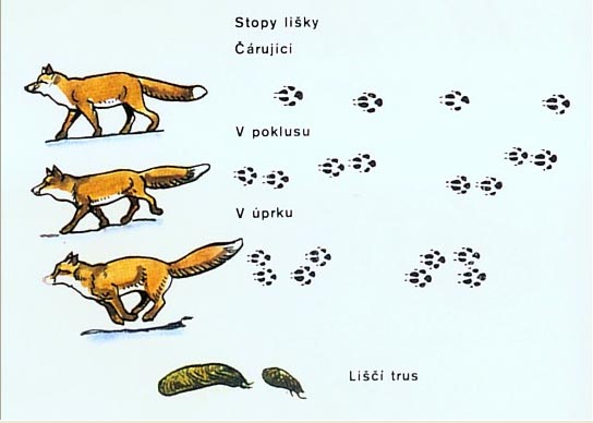 liska stopa