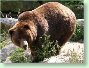 ursus arctos