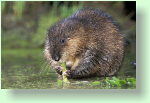 ondatra zibethica
