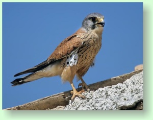 Falco tinnunculus