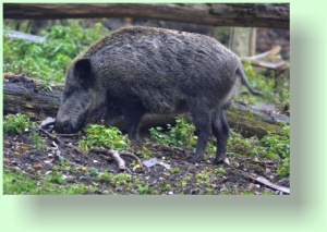 sus scrofa