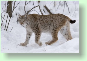 lynx lynx