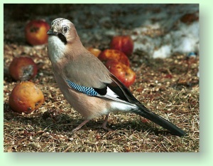 Garrulus glandarius