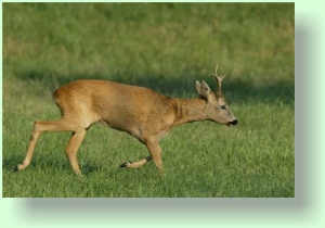 capreolus capreolus