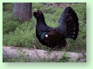Tetrao urogallus