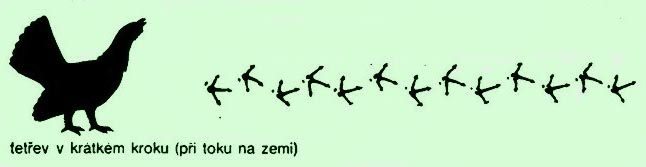 tetřev stopa