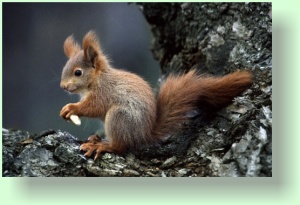 sciurus vulgaris