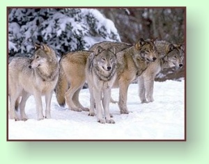 canis lupus
