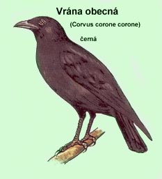 vrána černá