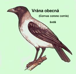 vrána šedá
