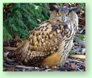 Bubo bubo