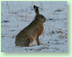 lepus europaeus