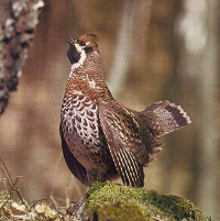 jerabek lesni